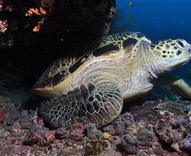 Anchor Bommie Dive Site - Kingaroy Accommodation 2