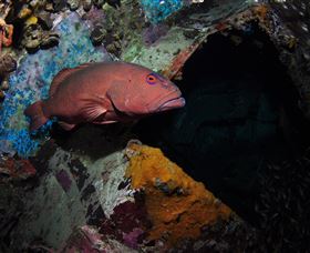 Severance Shipwreck Dive Site - Kingaroy Accommodation 1