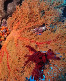 Lighthouse Bommies Dive Site - Kingaroy Accommodation 1