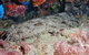 Lighthouse Bommies Dive Site - thumb 0