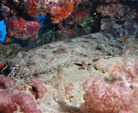 Lighthouse Bommies Dive Site - Kingaroy Accommodation 0