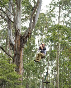 TreeTop Adventure Park Central Coast - Kingaroy Accommodation 2