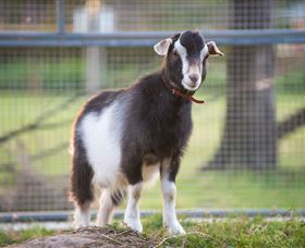 Amazement Farm And Fun Park / Cafe And Farmstay Accommodation - Kingaroy Accommodation 3