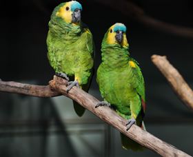 Amazement Farm And Fun Park / Cafe And Farmstay Accommodation - Kingaroy Accommodation 7