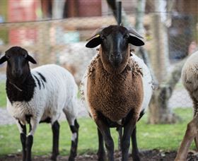 Amazement Farm And Fun Park / Cafe And Farmstay Accommodation - Kingaroy Accommodation 4