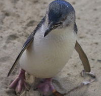 Penguin Island Boardwalks and Walk Trail - Kingaroy Accommodation