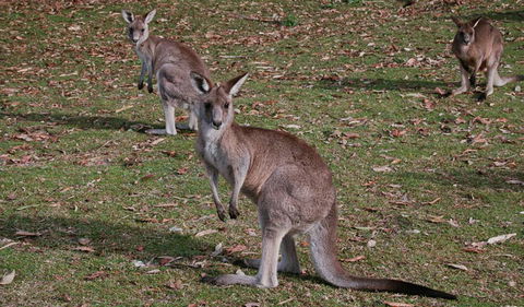 Lake Macquarie State Conservation Area - Kingaroy Accommodation 1
