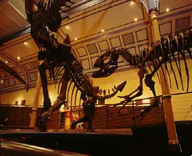 Australian Museum - Kingaroy Accommodation 1