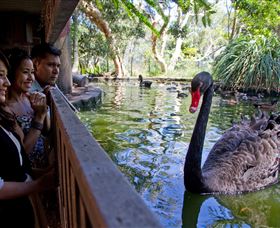 Nura Diya Aboriginal Wildlife Tour At Taronga Zoo - Kingaroy Accommodation 3