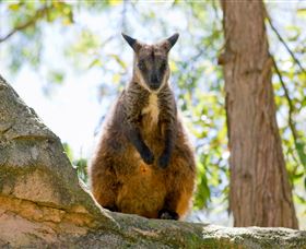 Nura Diya Aboriginal Wildlife Tour At Taronga Zoo - Kingaroy Accommodation 2