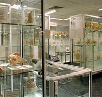 Museum of Human Disease - Kingaroy Accommodation