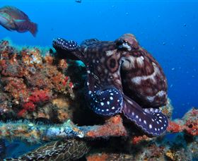 HMAS Brisbane Dive Site - Kingaroy Accommodation 2