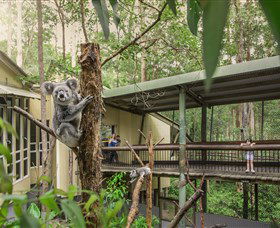 Daisy Hill Koala Centre - Kingaroy Accommodation 0