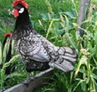 Merry Maidens Veggies - Kingaroy Accommodation