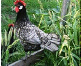 Merry Maidens Veggies - Kingaroy Accommodation 0