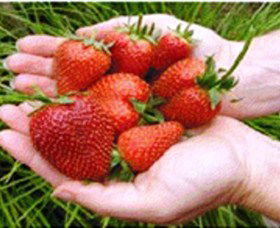 Merry Maidens Veggies - Kingaroy Accommodation 1