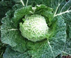 Merry Maidens Veggies - Kingaroy Accommodation 2