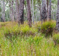 Narrawallee Inlet walking track