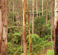 Cycle Mogo State Forest - Kingaroy Accommodation