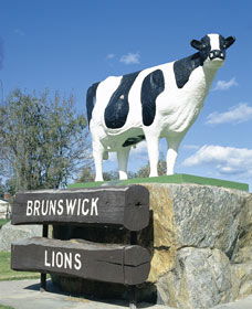 Brunswick Cow - Kingaroy Accommodation 0