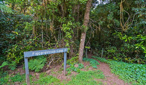Falcorostrum Loop Walking Track - Kingaroy Accommodation 0