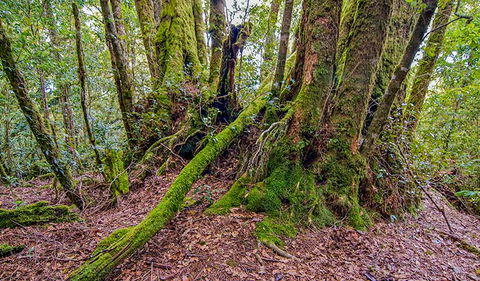 Falcorostrum Loop Walking Track - Kingaroy Accommodation 3