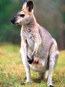 Venman Bushland National Park - Kingaroy Accommodation 0