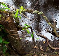 Mogo Bushwalk - Kingaroy Accommodation