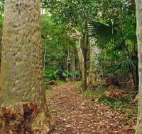 Depot Beach Rainforest walk - Kingaroy Accommodation