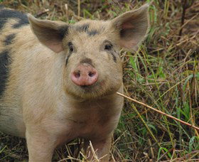 Bent On Food Cookery School - Kingaroy Accommodation 5