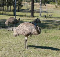 Glen Ian Ostrich and Emu Farm - Kingaroy Accommodation