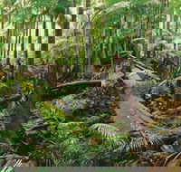 Wollumbin-Mount Warning National Park - Kingaroy Accommodation