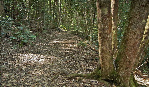 Whian Whian State Conservation Area - Kingaroy Accommodation 2