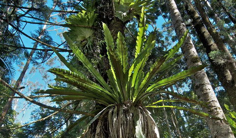 Whian Whian State Conservation Area - Kingaroy Accommodation 0