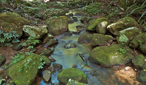 Whian Whian State Conservation Area - Kingaroy Accommodation 3