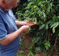 Wombah Coffee Plantation - Kingaroy Accommodation