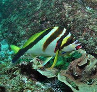 Palm Beach Reef Dive Site - Kingaroy Accommodation