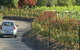 Cassegrain Wines - thumb 0