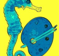 Woolgoolga Art Gallery - Kingaroy Accommodation