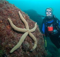 Cook Island Dive Site - Kingaroy Accommodation