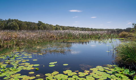 Tyagarah Nature Reserve - Kingaroy Accommodation 1