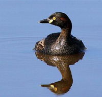 Panboola Wetlands - Kingaroy Accommodation