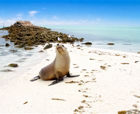 Abrolhos Islands - Kingaroy Accommodation 2