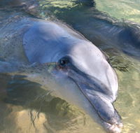 Dolphins of Monkey Mia - Kingaroy Accommodation