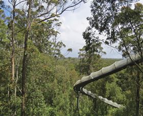 Tarkine Forest Adventures - Dismal Swamp - Kingaroy Accommodation 1