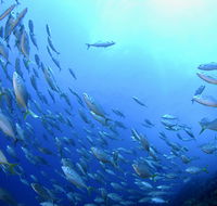 Cape Byron Marine Park - Kingaroy Accommodation