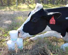 Millers Ice Cream - Kingaroy Accommodation 2