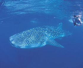 Ningaloo Reef - Kingaroy Accommodation 0