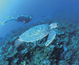 Ningaloo Reef - Kingaroy Accommodation 1
