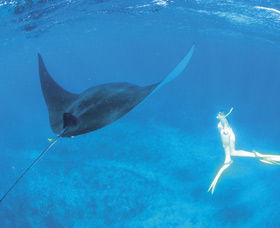 Ningaloo Reef - Kingaroy Accommodation 3
